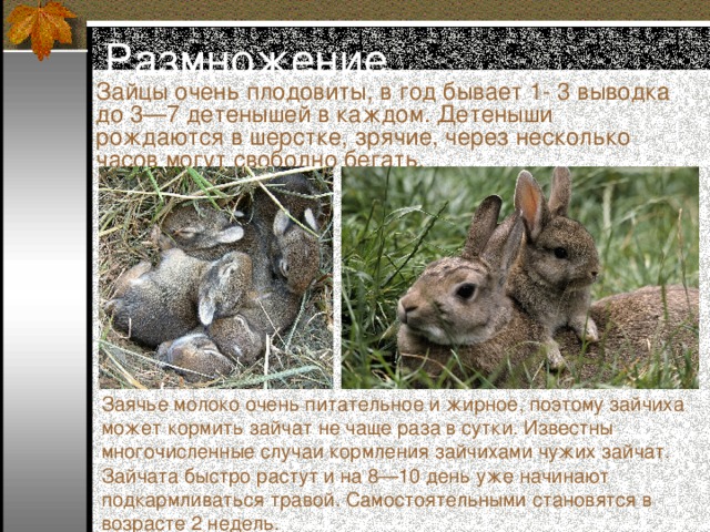 Часто приходилось мне наблюдать за выводком. Зайцы размножение. Развитие зайца. Размножение зайцеобразных. Какими рождаются Зайчата в природе.