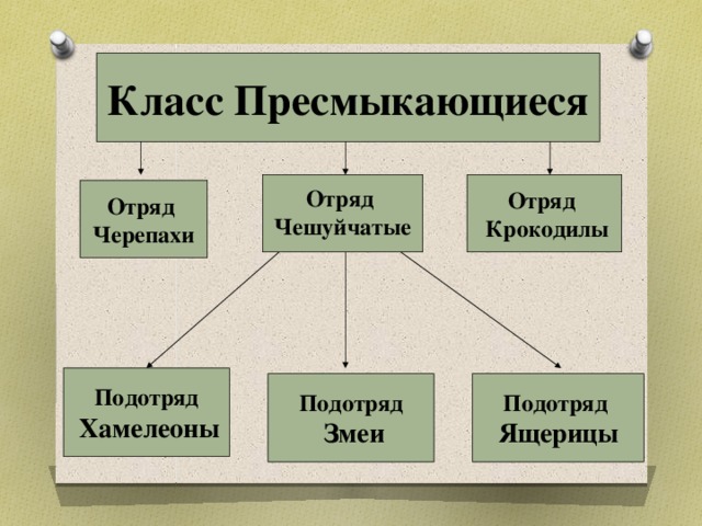 Схема класс пресмыкающиеся 7 класс