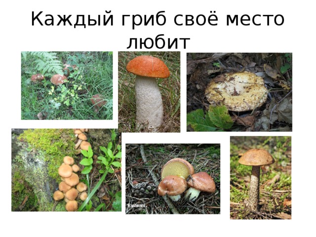 Каждый гриб своё место любит