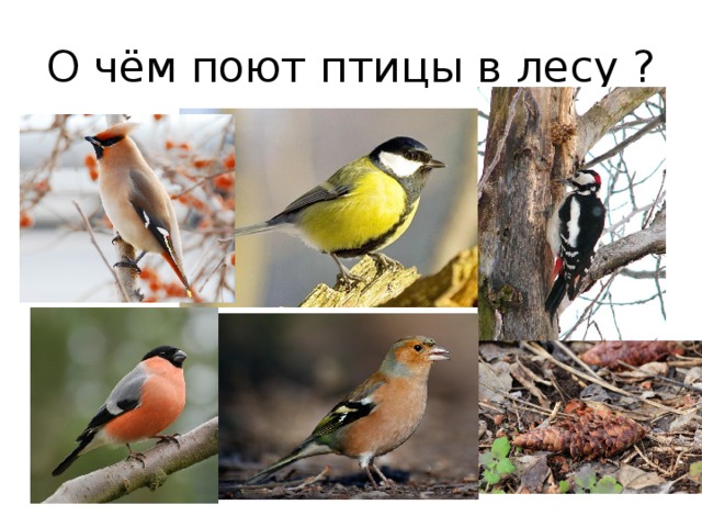 О чём поют птицы в лесу ?
