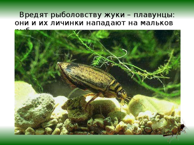  Вредят рыболовству жуки – плавунцы: они и их личинки нападают на мальков рыб. 