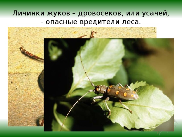 Личинки жуков – дровосеков, или усачей, - опасные вредители леса. 