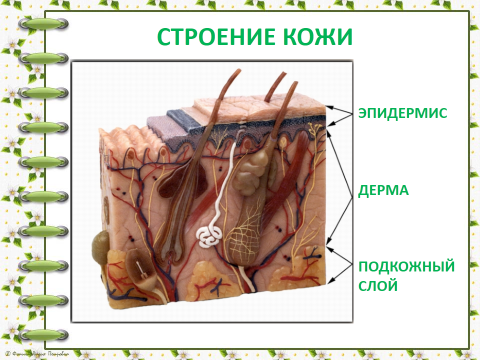 Рисунок строения кожи 8 класс