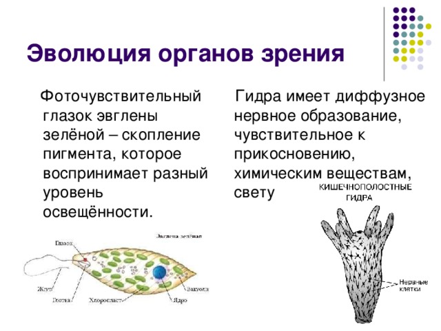 Презентация к уроку зрительный анализатор 8 класс