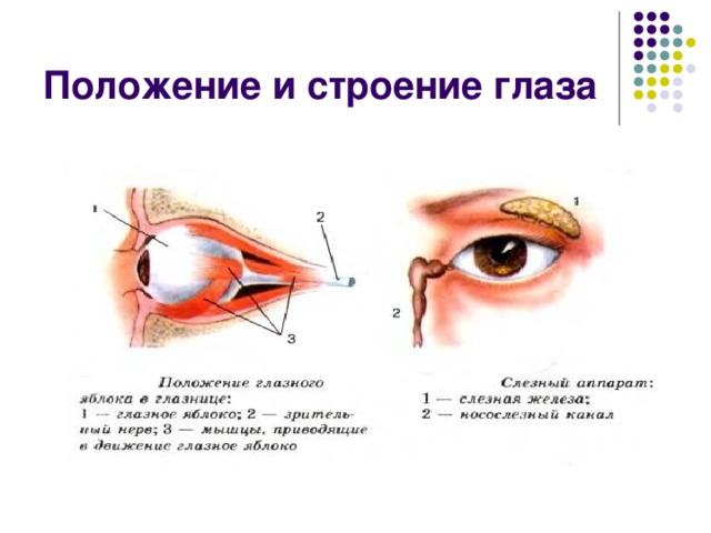 Глазные яблоки расположены в парных углублениях черепа. Строение глаза в глазнице человека анатомия. Вспомогательный аппарат глазного яблока. Строение глаза глазное яблоко глазница. Расположение глазного яблока в глазнице черепа.