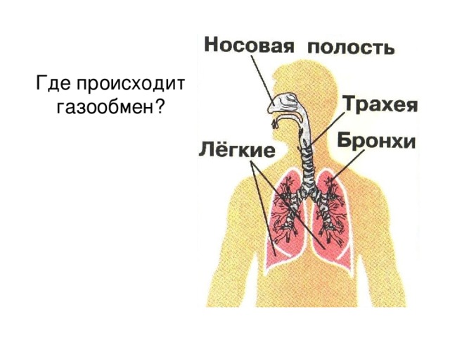 Газообмен человека происходит. Где происходит газообмен. Где происходит газообмен в организме человека. Где происходит газообмен в дыхательной системе. Где происходит газообмен в дыхательной системе 3 класс окружающий мир.