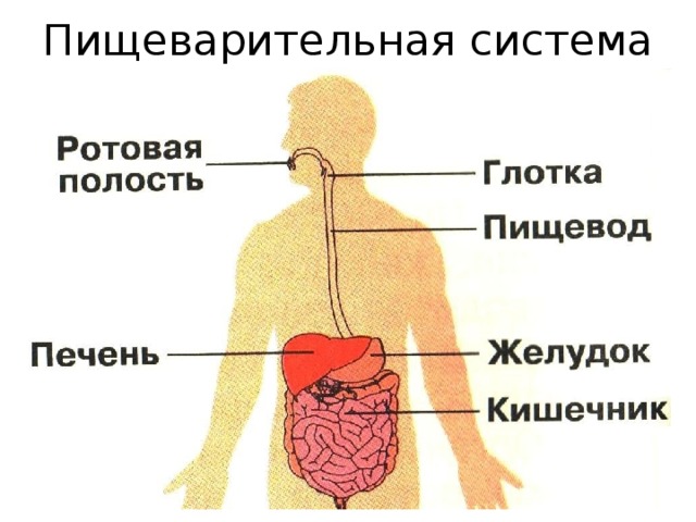 Презентация система органов человека 3 класс