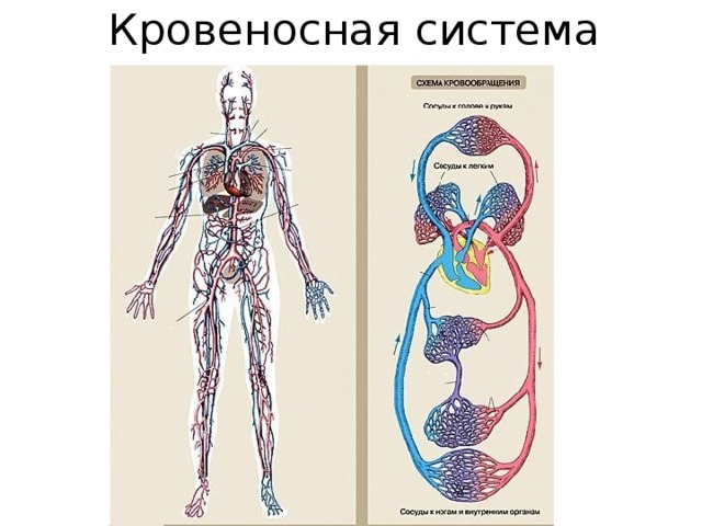 Рисунок кровеносной системы человека