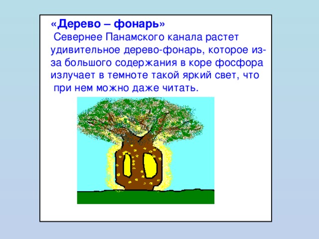  «Дерево – фонарь»   Севернее Панамского канала растет удивительное дерево-фонарь, которое из-за большого содержания в коре фосфора излучает в темноте такой яркий свет, что  при нем можно даже читать. 