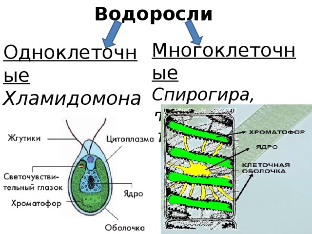 5 класс презентация по биологии водоросли