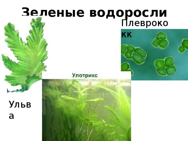 Презентация на тему водоросли 5 класс биология