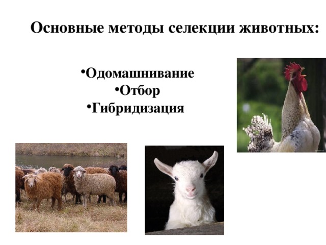 Основные методы селекции