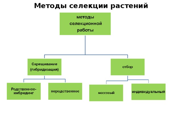 Основные методы селекции схема