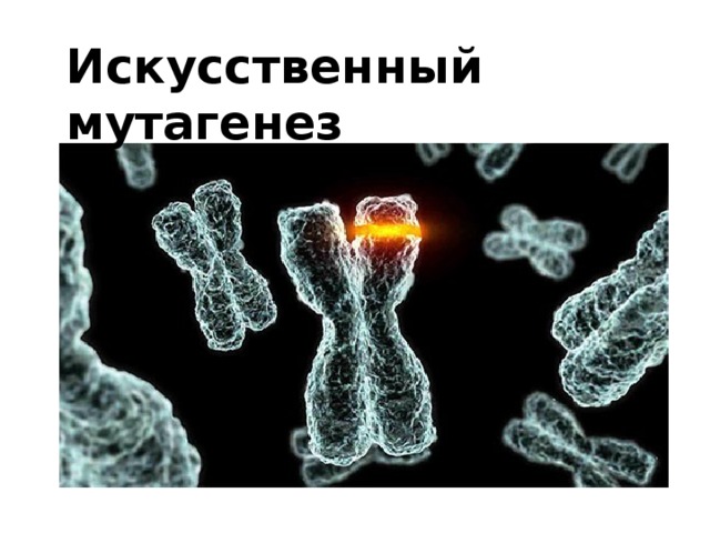 Искусственный мутагенез презентация