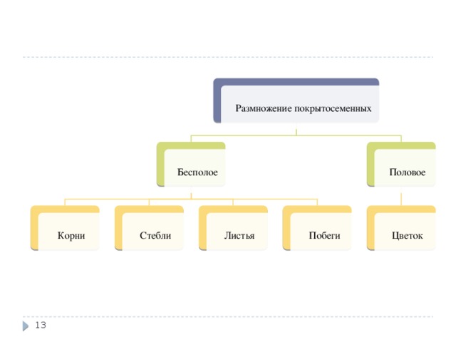 Размножение покрытосеменных Бесполое Половое Цветок Корни Побеги Листья Стебли 13 