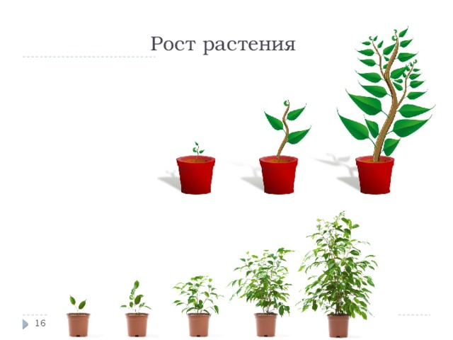 Рост растения 13 