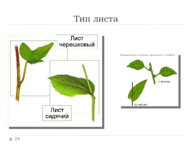 Тип листа 13 
