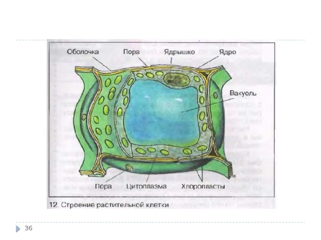 На рисунке цитоплазма обозначена цифрой