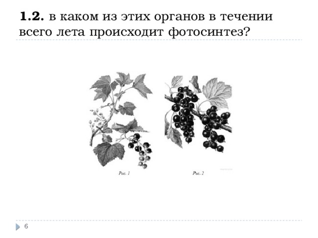 1.2. в каком из этих органов в течении всего лета происходит фотосинтез?  