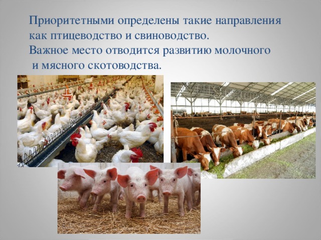 Приоритетными определены такие направления как птицеводство и свиноводство. Важное место отводится развитию молочного  и мясного скотоводства. 