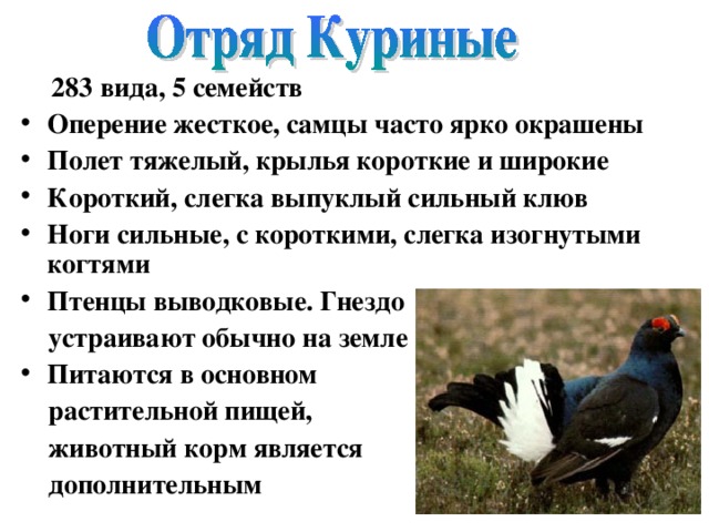  283 вида, 5 семейств  Оперение жесткое, самцы часто ярко окрашены Полет тяжелый, крылья короткие и широкие Короткий, слегка выпуклый сильный клюв Ноги сильные, с короткими, слегка изогнутыми когтями Птенцы выводковые. Гнездо  устраивают обычно на земле Питаются в основном  растительной пищей,  животный корм является  дополнительным 