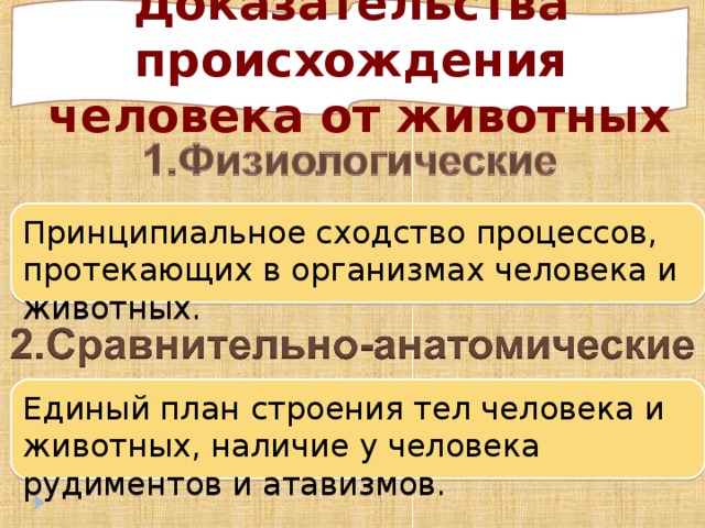 Что отличает человекообразную обезьяну от человека общий план строения уровень обмена веществ