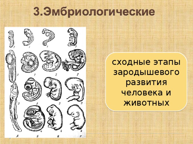 Формирование представлений об эволюции человека место человека в зоологической системе план конспект