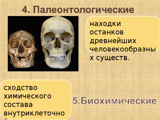 Место человека в зоологической системе презентация