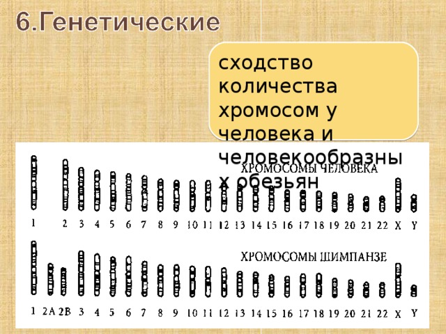 Формирование представлений об эволюции человека место человека в зоологической системе презентация