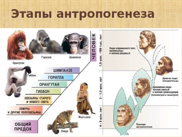 Этапы антропогенеза презентация 10 класс