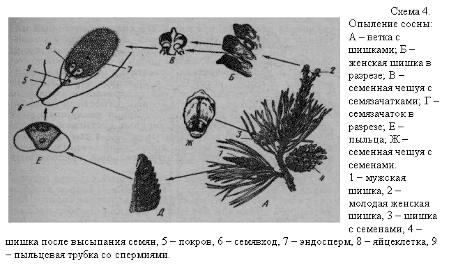 Цикл развития сосны обыкновенной схема с подписями