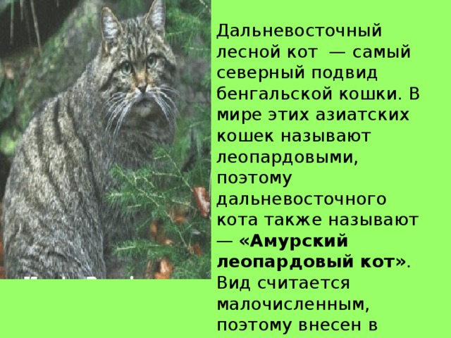 Амурский лесной кот фото и краткое описание Информационный проект " Дикие кошки Приморья" учащейся 7 класса Ковшура Марии