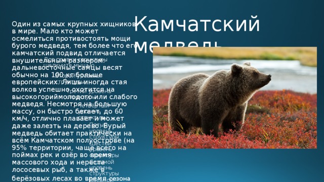 Сочинение про бурого медведя 5. Рассказ про Камчатского бурого медведя. Камчатский медведь описание.