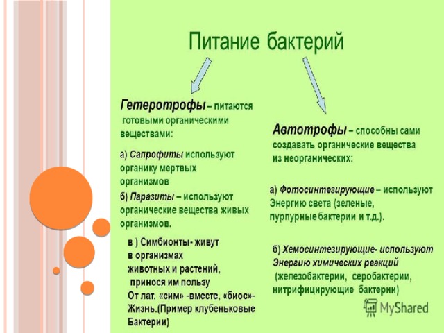 Питание бактерий схема