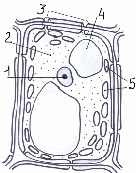 Растительная клетка строение рисунок без подписей