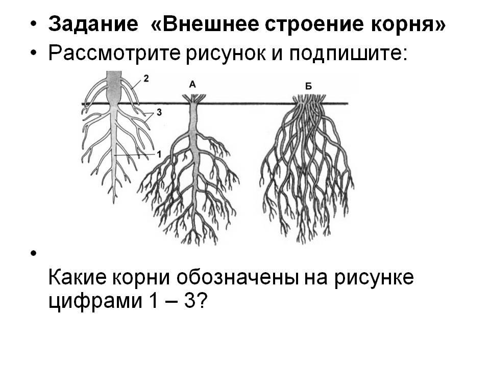 Корни растений тест. Корневая система растений схема. Корневые системы строение корня растения. Внешнее строение корня схема. Корневые системы растений ЕГЭ биология.