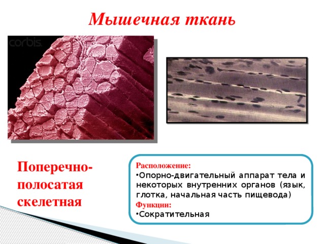 Мышечная ткань Расположение: Опорно-двигательный аппарат тела и некоторых внутренних органов (язык, глотка, начальная часть пищевода) Функции: Сократительная Поперечно-полосатая скелетная 