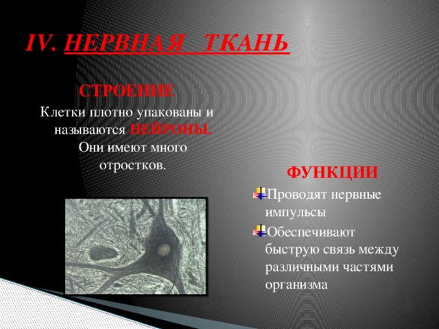 Нервная ткань расположение строение функции