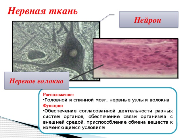 Нервная ткань Нейрон Нервное волокно Расположение: Головной и спинной мозг, нервные узлы и волокна Функции: Обеспечение согласованной деятельности разных систем органов, обеспечение связи организма с внешней средой, приспособление обмена веществ к изменяющимся условиям 