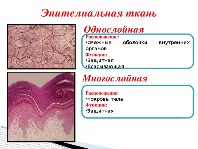 Эпителиальная ткань Однослойная Расположение: смежные оболочки внутренних органов Функции: Защитная Всасывающая Многослойная  Расположение: покровы тела Функции: Защитная 