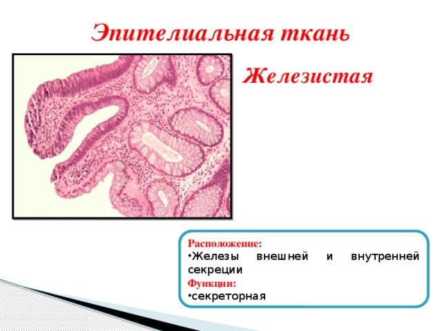 Эпителиальная ткань Железистая Расположение: Железы внешней и внутренней секреции Функции: секреторная 