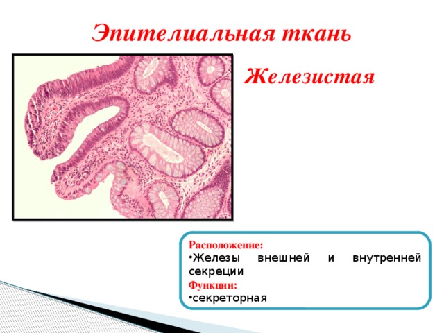 Как выглядит железистая ткань