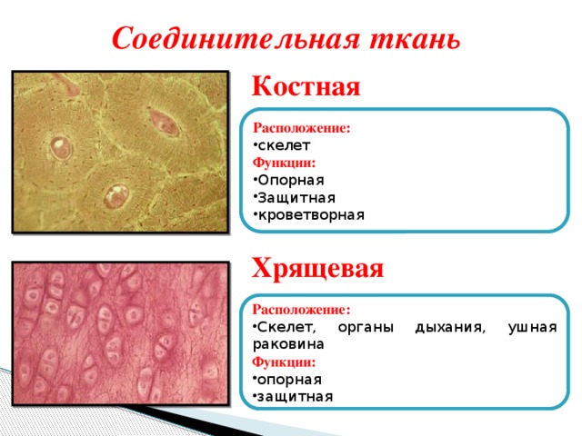 Соединительная ткань человека таблица. Расположение костной соединительной ткани. Скелетная костная ткань местоположение. Костная соединительная ткань местонахождение. Хрящевая соединительная ткань таблица.