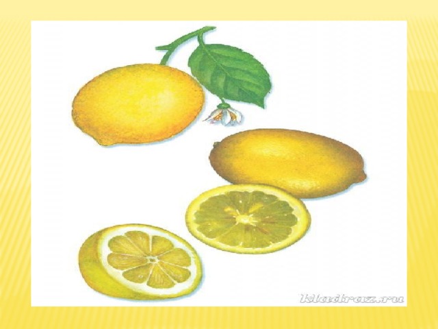 Лимон для презентации. Презентация про лимон для дошкольников. Рост лимона для дошкольников.