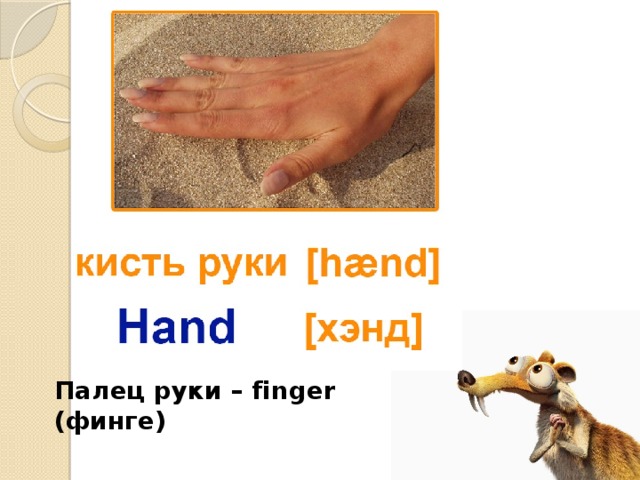 Палец руки – finger (финге)