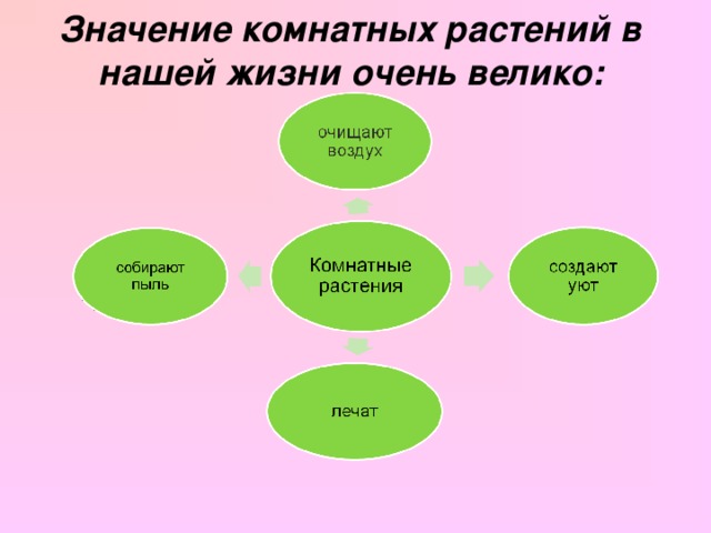 Значение комнатных растений в нашей жизни очень велико:   