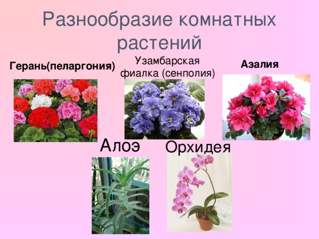 Разнообразие комнатных растений Азалия  Узамбарская фиалка (сенполия) Герань(пеларгония) Алоэ Орхидея 