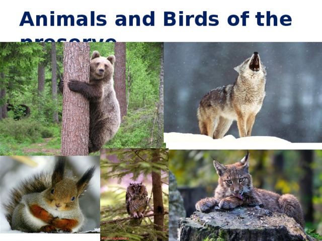 Animals and Birds of the preserve 