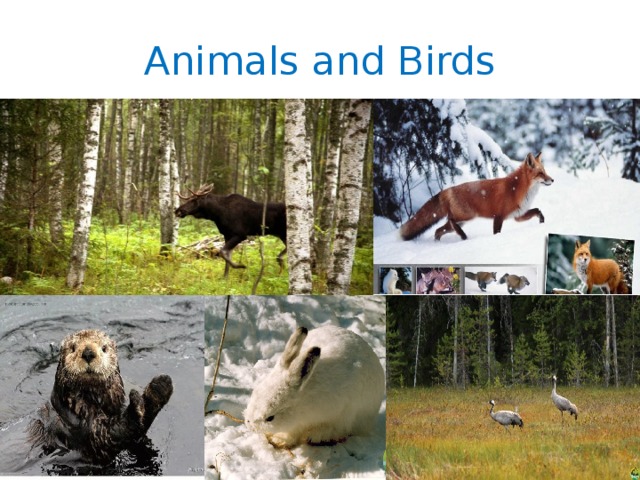 Animals and Birds 