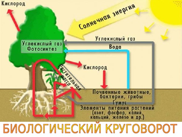 Презентация по географии 6 класс географическая оболочка земли полярная звезда